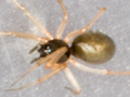 Agyneta rurestris